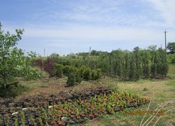 Приватне підприємство Марини Попілевич, яка займається вирощуванням та реалізацією декоративних рослин, дизайном, проектуванням та озелененням